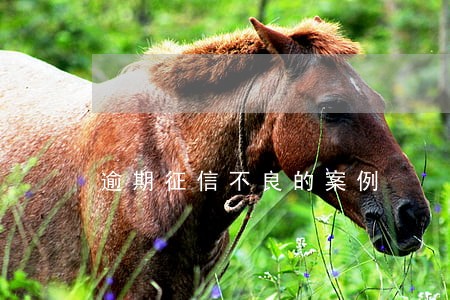 逾期征信不良的案例 逾期征信不良的案例
