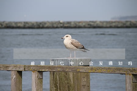 逾期征信中心会发通知吗 逾期征信中心会发通知吗