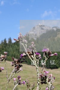 逾期征信五年 逾期征信五年