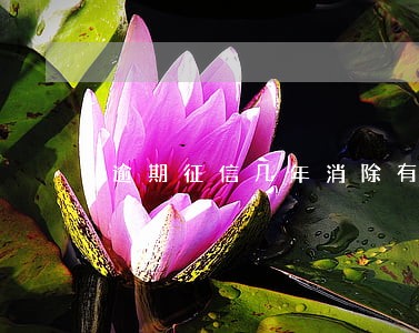 逾期征信几年消除有什么影响 逾期征信几年消除有什么影响