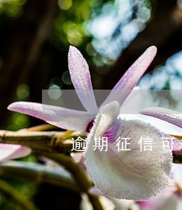 逾期征信可以撤销吗 逾期征信可以撤销吗