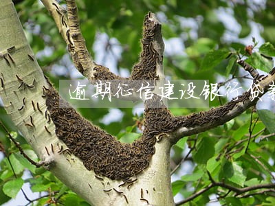 逾期征信建设银行贷款 逾期征信建设银行贷款