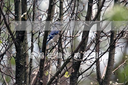 逾期征信影响父母 逾期征信影响父母