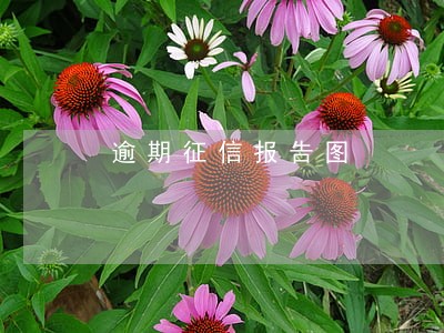 逾期征信报告图 逾期征信报告图