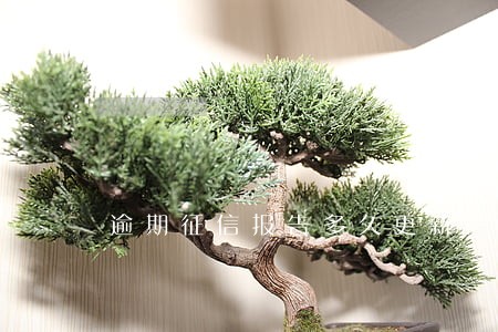 逾期征信报告多久更新一次