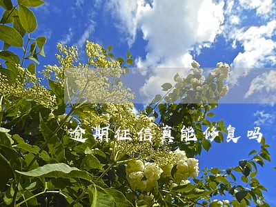逾期征信真能修复吗 逾期征信真能修复吗