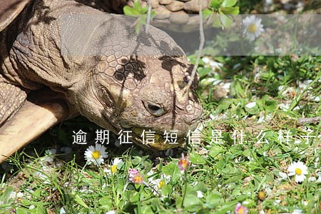 逾期征信短信是什么样子的 逾期征信短信是什么样子的