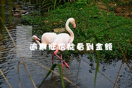逾期征信能看到金额 逾期征信能看到金额