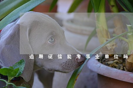 逾期征信能考事业单位吗 逾期征信能考事业单位吗
