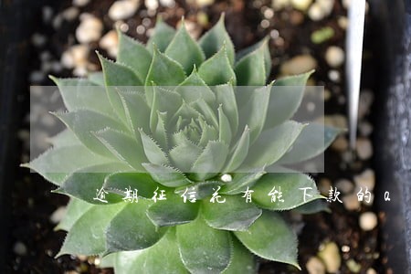 逾期征信花有能下款的app吗 逾期征信花有能下款的app吗