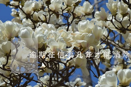 逾期征信要几年才能消除 逾期征信要几年才能消除