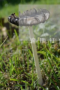 逾期征信记录会不会跟随一生