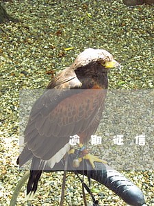 逾期征信记录可以洗掉么 逾期征信记录可以洗掉么