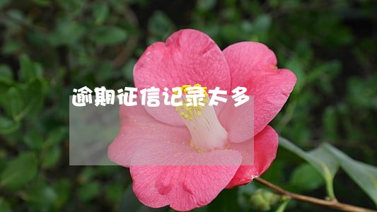 逾期征信记录太多 逾期征信记录太多