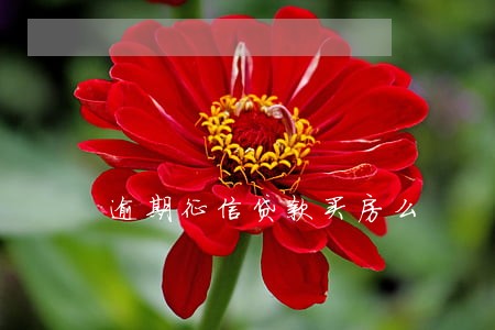逾期征信贷款买房么 逾期征信贷款买房么