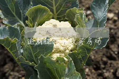逾期征信贷款买房吗 逾期征信贷款买房吗