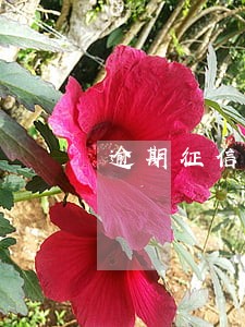逾期征信还清欠款还能坐飞机吗 逾期征信还清欠款还能坐飞机吗