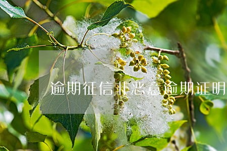 逾期征信非恶意逾期证明图片 逾期征信非恶意逾期证明图片