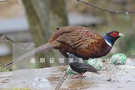 逾期征信黑名单有什么影响