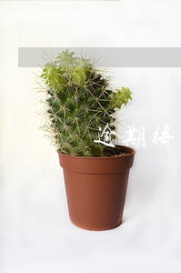 逾期待还金额