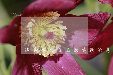 逾期很久了还能贷款买房吗 逾期很久了还能贷款买房吗