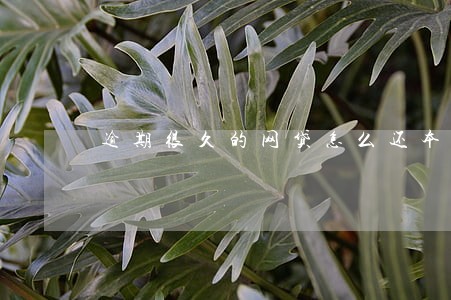 逾期很久的网贷怎么还本金