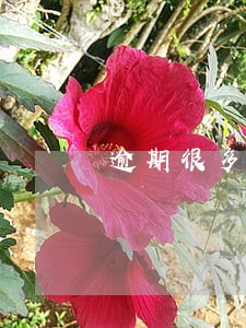 逾期很多怎么买房 逾期很多怎么买房