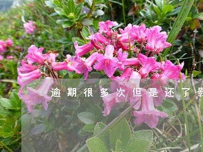 逾期很多次但是还了影响房贷么 逾期很多次但是还了影响房贷么