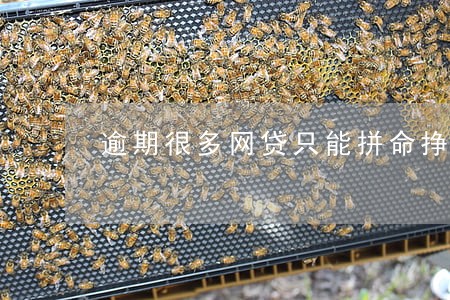 逾期很多网贷只能拼命挣钱 逾期很多网贷只能拼命挣钱