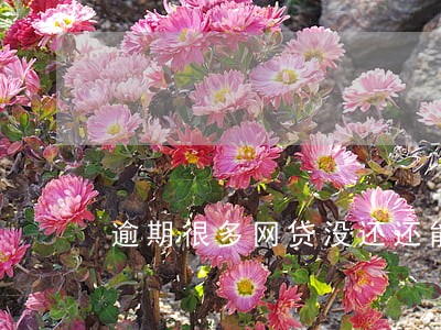 逾期很多网贷没还还能再借什么 逾期很多网贷没还还能再借什么