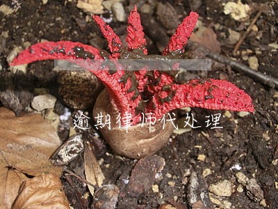 逾期律师代处理 逾期律师代处理