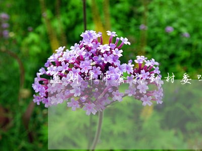 逾期律师会找到村委吗 逾期律师会找到村委吗