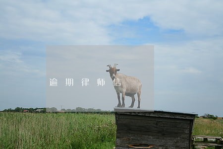逾期律师信