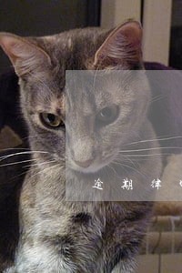 逾期律师函会发到工作单位吗