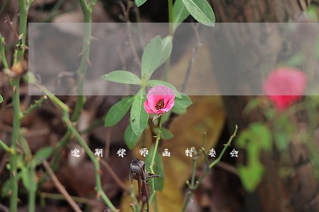 逾期律师函村委会 逾期律师函村委会