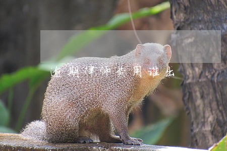 逾期律师费用谁出