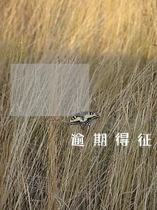 逾期得征信报告