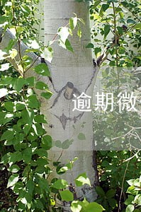逾期微信手机自助冻结 逾期微信手机自助冻结