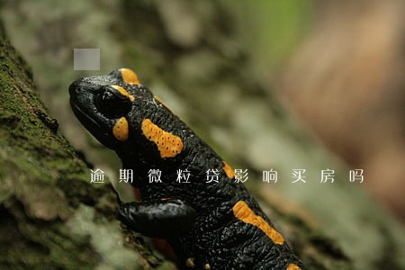 逾期微粒贷影响买房吗 逾期微粒贷影响买房吗