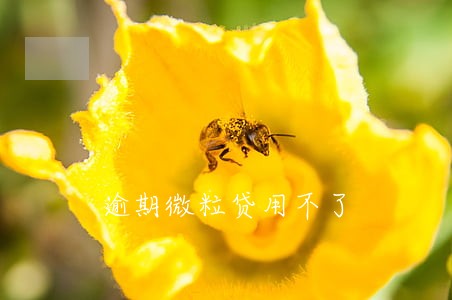 逾期微粒贷用不了