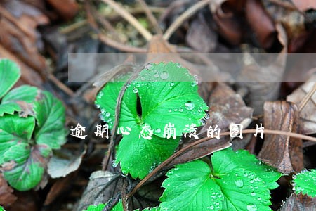 逾期心态崩溃的图片 逾期心态崩溃的图片
