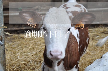 逾期必下口子 逾期必下口子