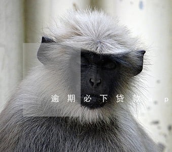 逾期必下贷款app平台 逾期必下贷款app平台