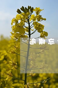逾期忘记申报社保缴费基数怎么办 逾期忘记申报社保缴费基数怎么办