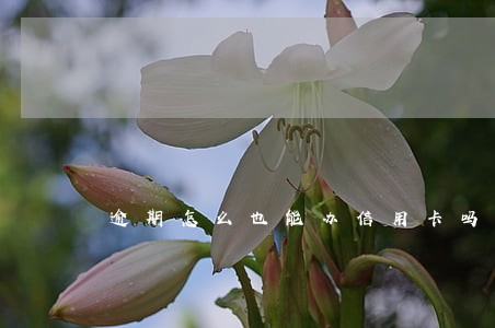 逾期怎么也能办信用卡吗