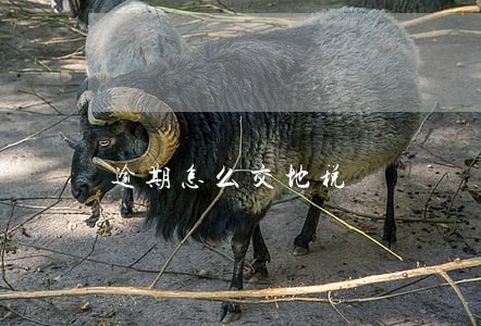 逾期怎么交地税 逾期怎么交地税