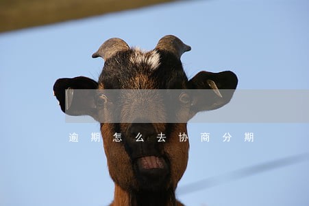 逾期怎么去协商分期 逾期怎么去协商分期