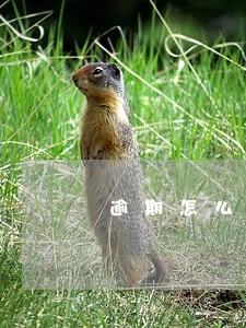逾期怎么取消