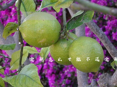 逾期怎么才能不还逾期费 逾期怎么才能不还逾期费