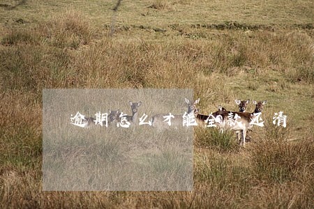 逾期怎么才能全款还清 逾期怎么才能全款还清